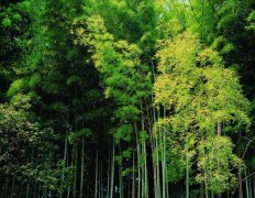 为什么竹材是绿色环保板材？
