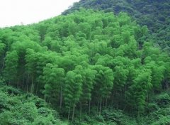 拓展竹材应用领域,是竹产业壮大的必经之路