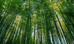 我国竹产业现状以及问题