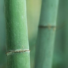 竹已在全世界悄然流行开来