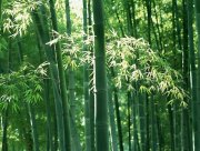 竹子,竹子图片,竹子分类,竹子怎么养