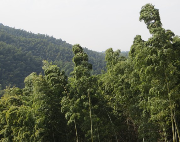 湖南竹板材厂