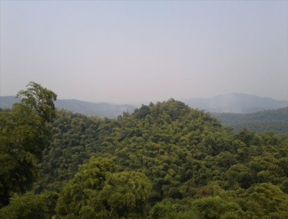 桃花江竹海景区