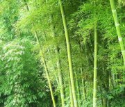 竹材与环保