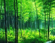 竹材为什么是环保材料