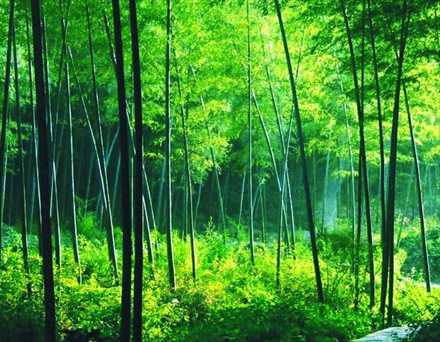 竹材环保